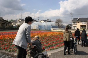 チューリップ見学