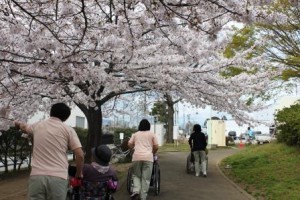 春のお花見