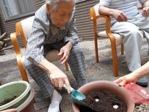 たまねぎを植えました。